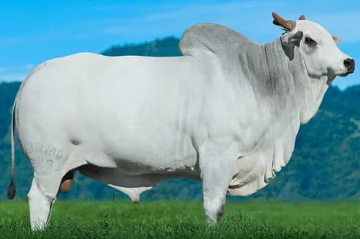 ZAPP BEABISA